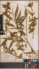 Foto von Salix fragilis L.